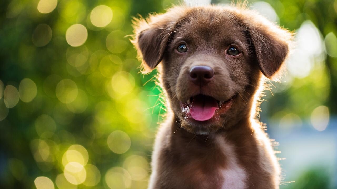 The Project On Monitoring The Population Of Stray Animals In The Cities the-project-on-monitoring-the-population-of-stray-animals-in-the-cities